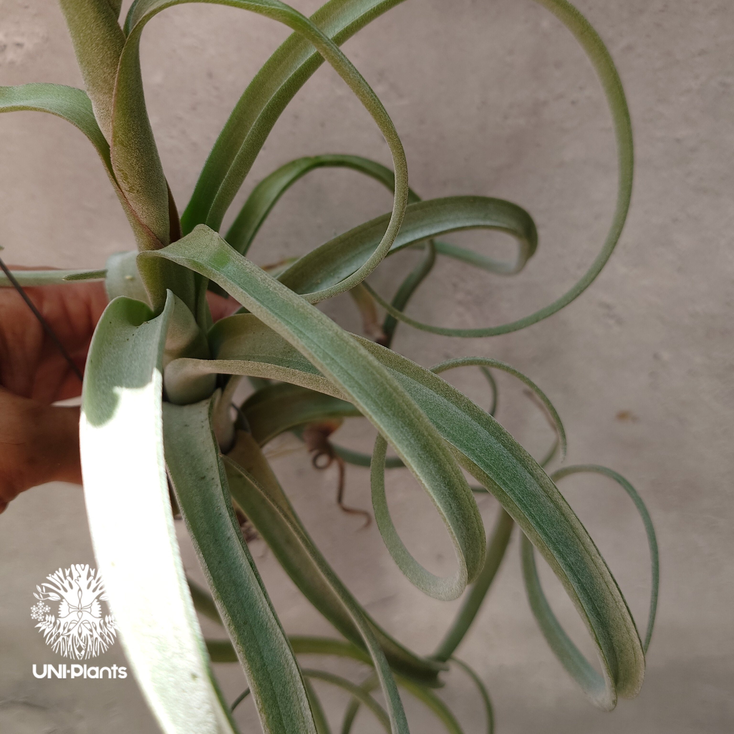 Tillandsia Curly slim チランジア カーリースリム Hybrid-Till