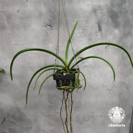 【タイ直輸入・希少】着生ラン ホルコグロッサム キンバリアナム × リンコスティリス ギガンテア｜Holcoglossum kimballianum x Rhynchostylis gigantea