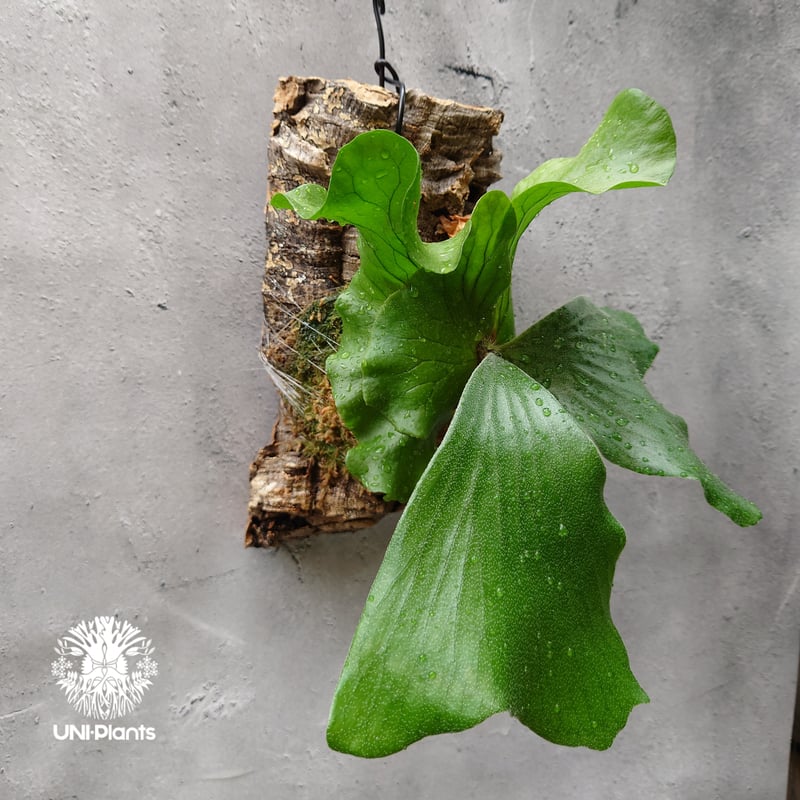 ビカクシダ エレファントティス Platycerium elephantotis コウモリラン