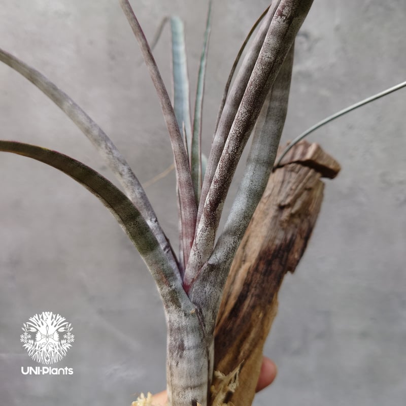 Tillandsia hildae チランジア ヒルダエ インテリア植物 エアー