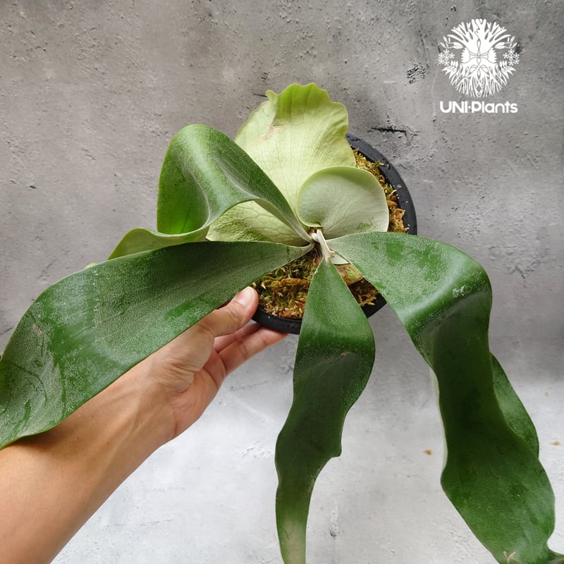 Platycerium Hanabi ビカクシダ コウモリラン platycerium sta