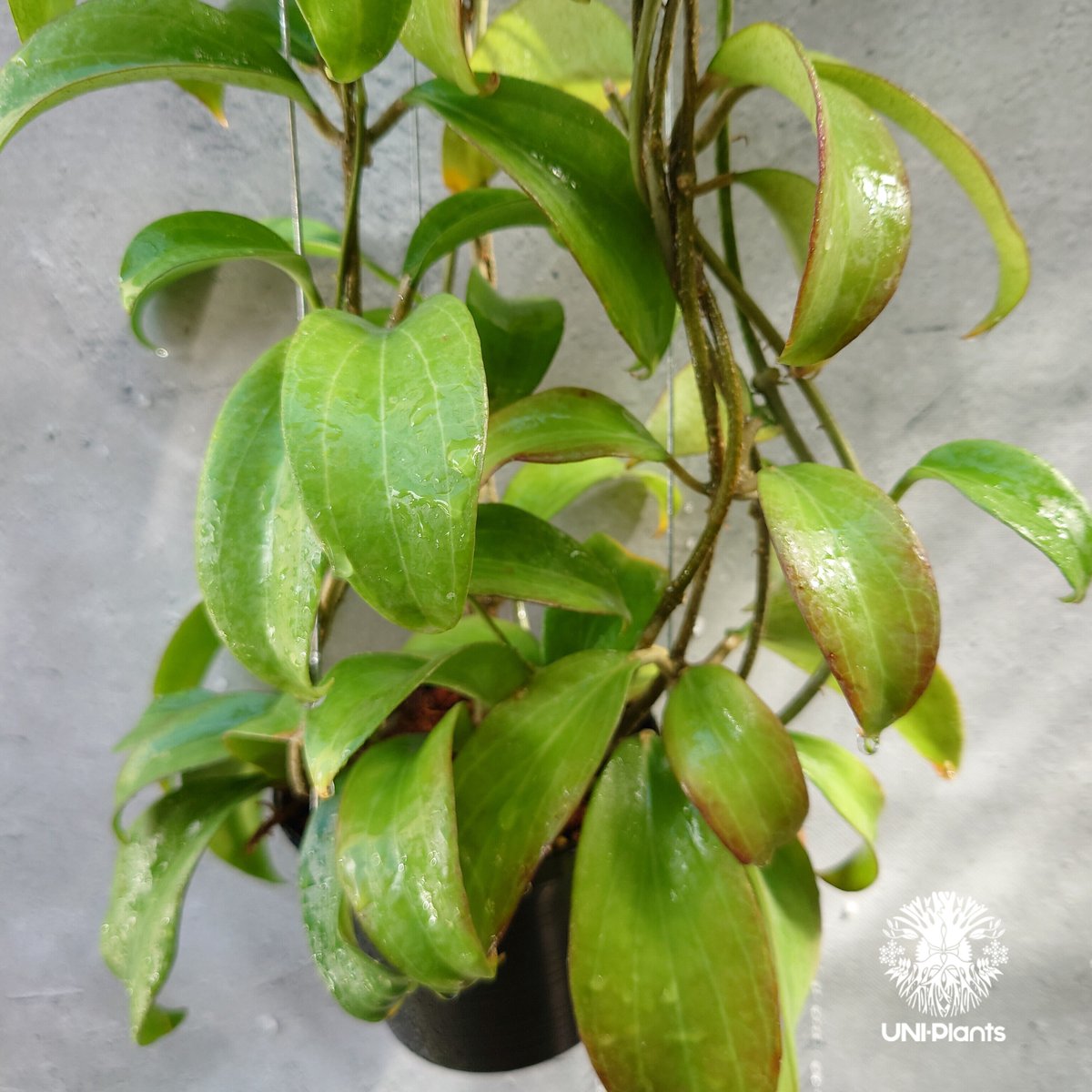 珍種　原種　ホヤ　ライ　ロングリーフ　Hoya lyi H.lev サクララン 珍種 原種 ホヤ ライ ロングリーフ Hoya lyi H.lev サクララン 珍種