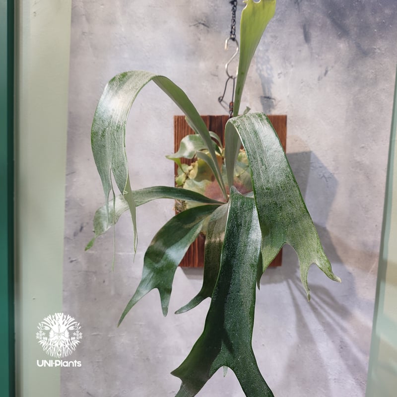 ビカクシダ　P.bifurcatum old type 　希少株　株分け品 国内繁殖株・一点物】Platycerium sp.｜希少株｜(P.bifurcatum cv