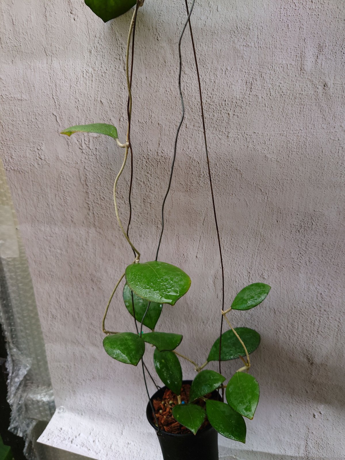 Natalia　ホヤ Hoya cv. Nathalie ホヤ cv.ナタリー ホヤ植物 希少なホヤ植物