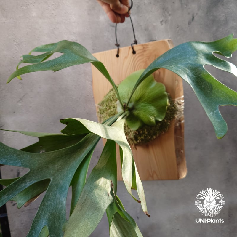 Platycerium Moose(P.hillii × P.alcicorne) ビカクシダ