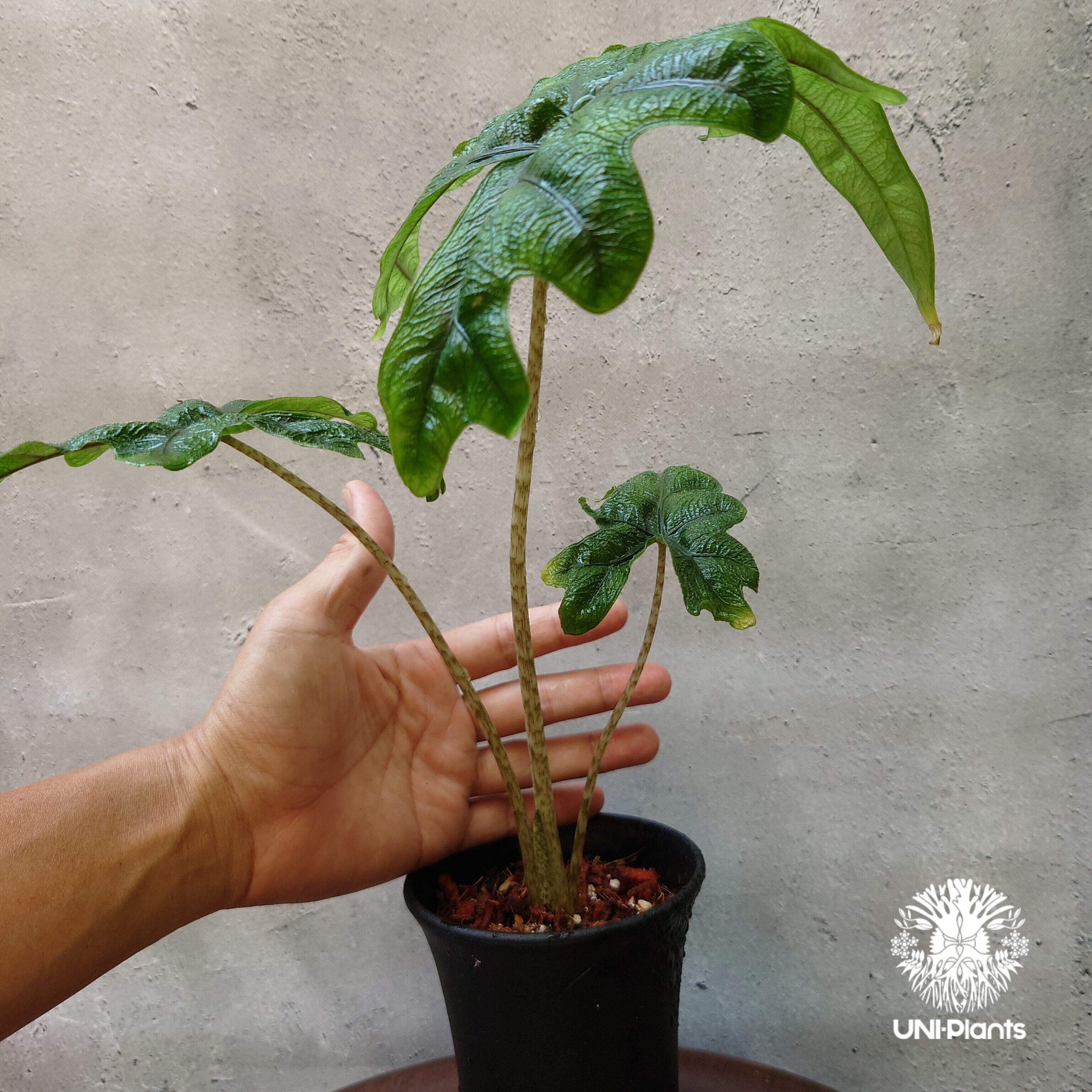 Alocasia jacklyn アロカシア ジャクリン アロカシアジャックリン 観葉
