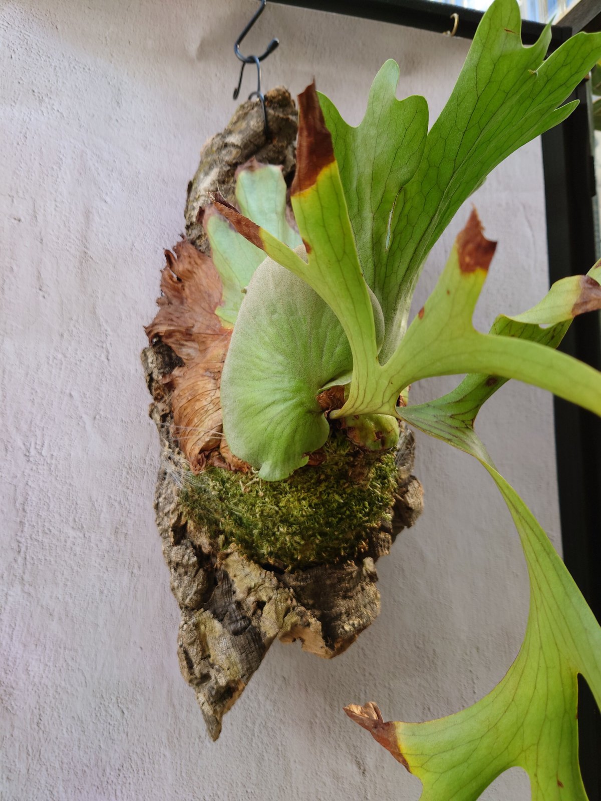 ビカクシダ コロナリウム フィリピネスフォーム Platycerium