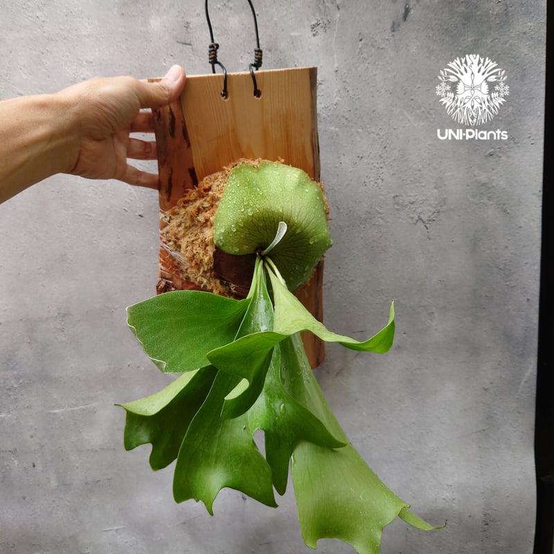 ビカクシダmr.suddan×hillii pumira kewgarden Platycerium hillii Pumila Kew Garden (sporeling