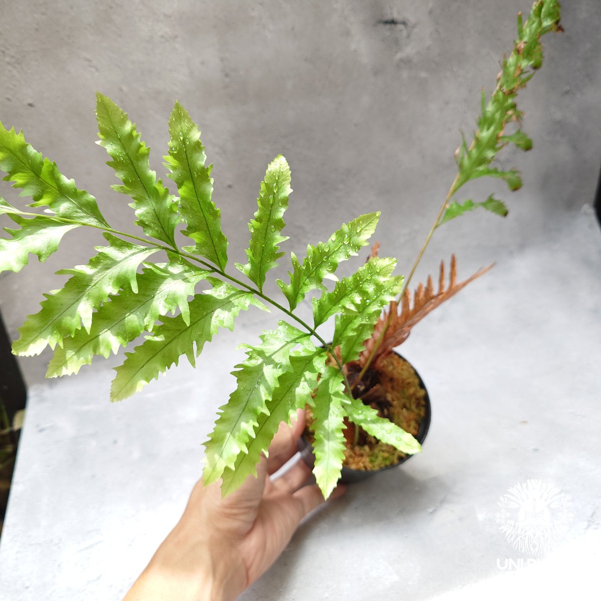 Drynaria rigidula `whitei' ドリナリア·リギデュラ'ホワイティ Drynaria rigidula `whitei' ドリナリア·リギデュラ'ホワイティ