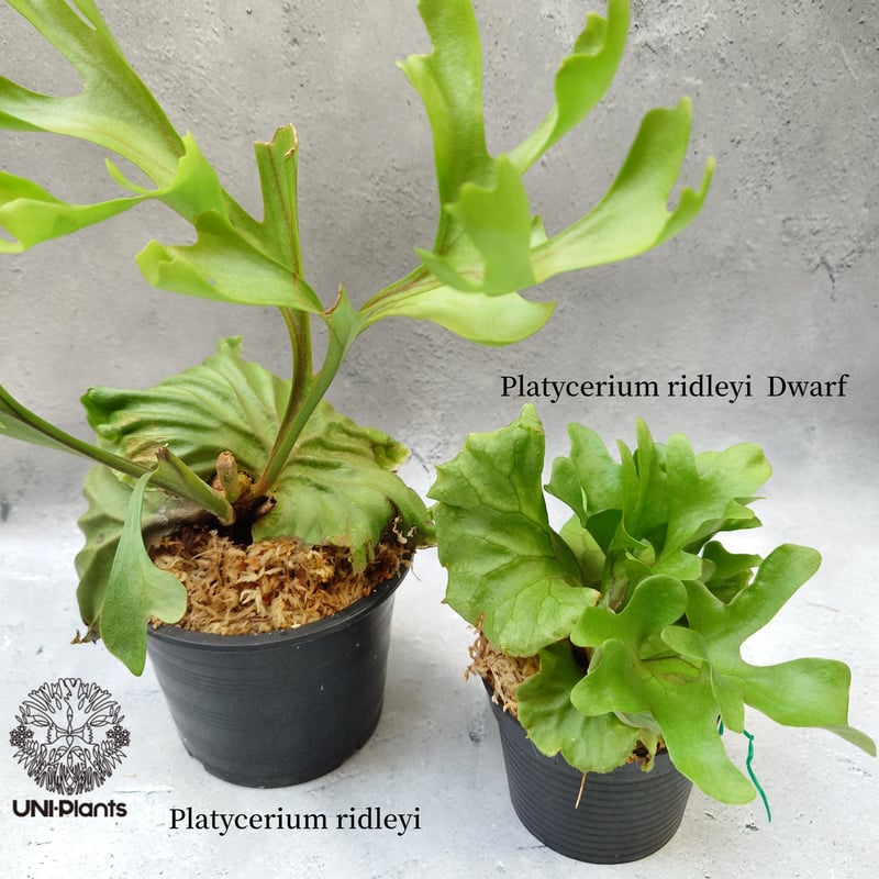 ビカクシダ ヤワ Ridleyi dwarf silvery spore ビカクシダ ヤワ Ridleyi dwarf silvery spore