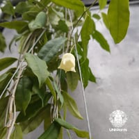Hoya Sammannaniana ホヤ サマンナニアナ ホヤ植物 ホヤの花 Hoya plants 希少 レア つる性植物