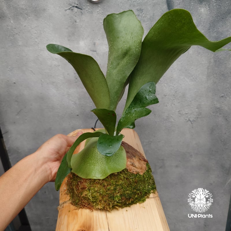 国内繁殖株・一点物】ビカクシダ バレーン｜希少株｜Platycerium