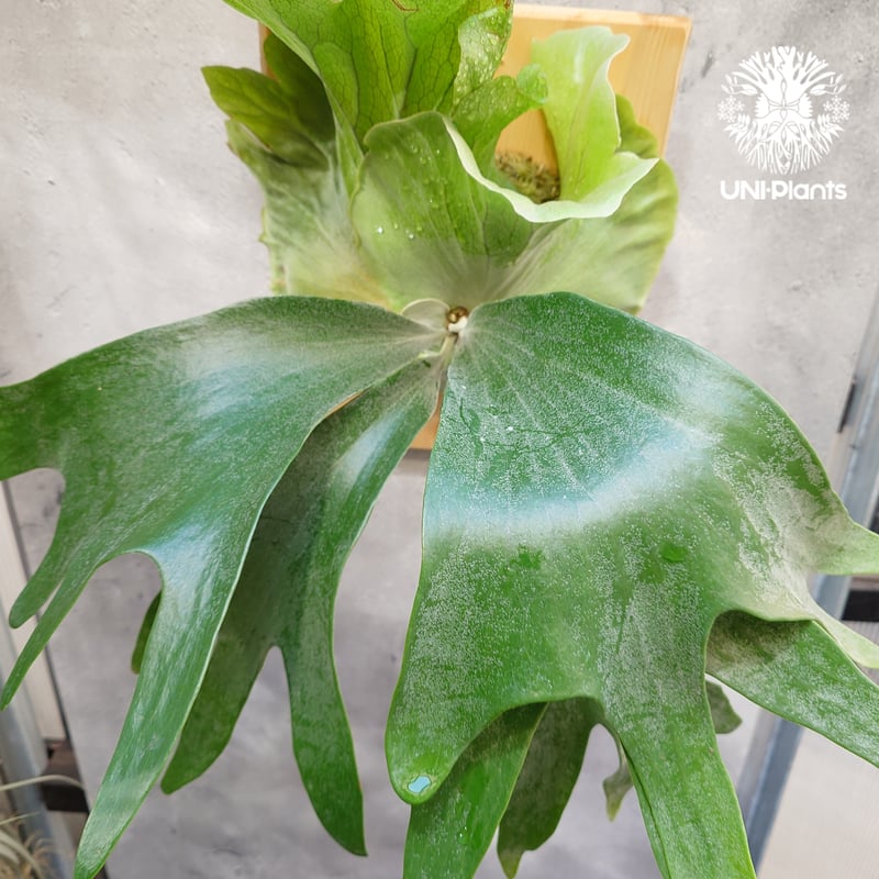 ビカクシダ ヒリー パナマ Platycerium hillii Panama ビカクシダヒリ