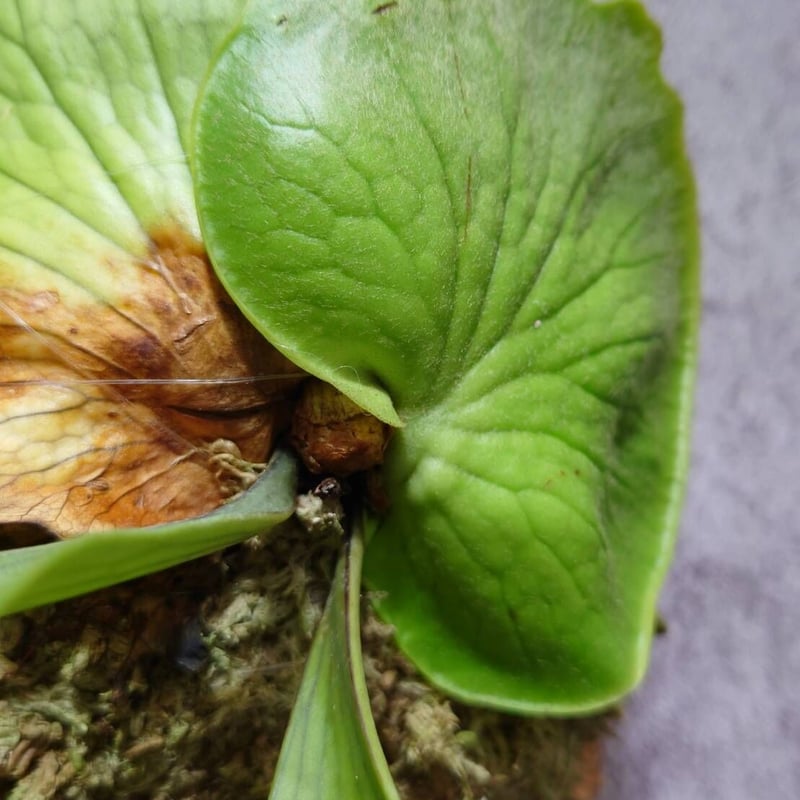 ビカクシダ コロナリウム Platycerium coronarium⑯中株 Platycerium coronarium ビカクシダ コロナリウム ビカクシダ