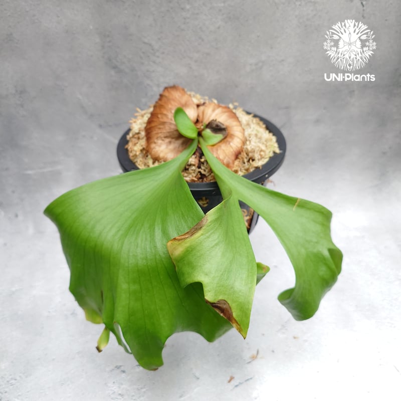 Platycerium coronarium ' Lesasha ' ビカクシダ コロナリウム