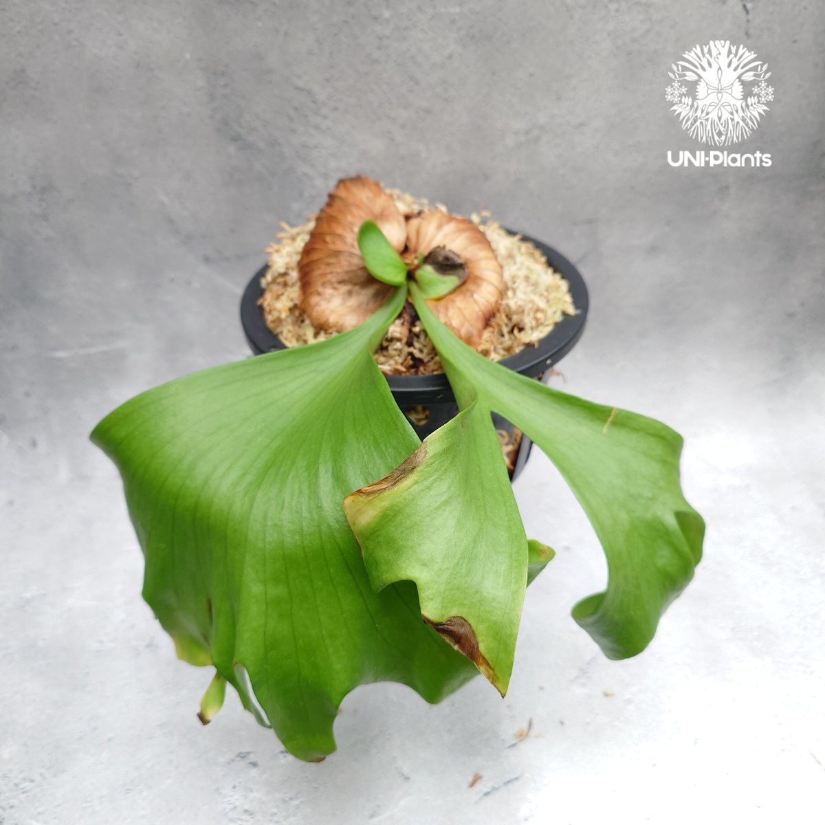 タイ直輸入・現地選抜】ビカクシダ コロナリウム レサシャ｜希少種