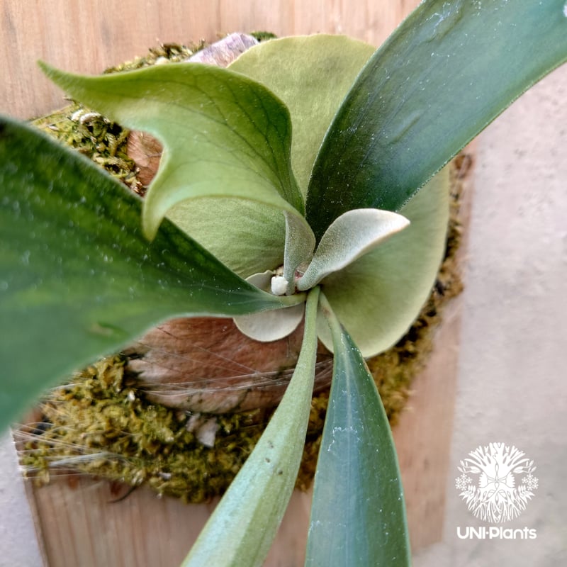 Platycerium sp. ビカクシダ 品種不明 コウモリラン ビカクシダ Platycerium sp. ビカクシダ 品種不明 コウモリラン ビカクシダ