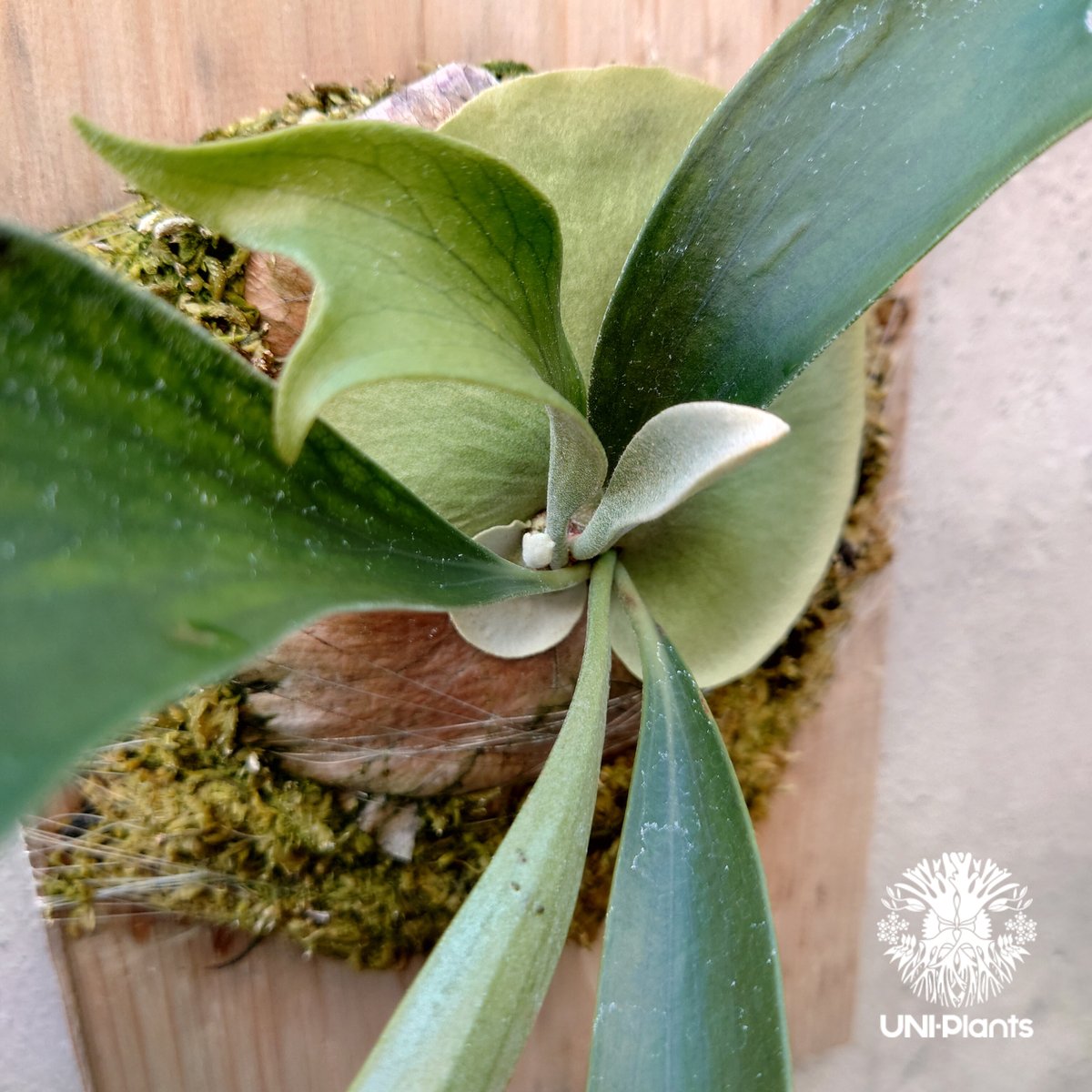 Platycerium sp. ビカクシダ 品種不明 コウモリラン ビカクシダ