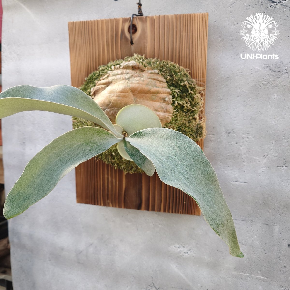 P. OMO ‘Polar Bear’ 親株サイズ 花宇宙購入株 稀少ビカクシダ Platycerium OMO 'Polar Bear' ビカクシダ 'オモ' ポーラーベア