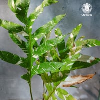 【タイ直輸入・ドリナリア】Drynaria quercifolla ' Variegated '  |  ドリナリア クエルシフォリア 斑入 |  ドリナリア｜Drynaria｜シダ植物