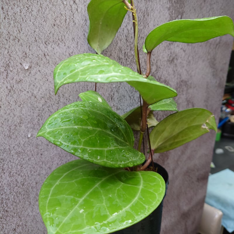 レア　大葉ホヤHoya Sp Sarawak サクララン5号中苗 レア 大葉ホヤHoya Sp Sarawak サクララン5号中苗