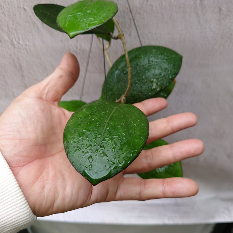 Natalia　ホヤ Hoya 'Nathalie' | Vermont Hoyas