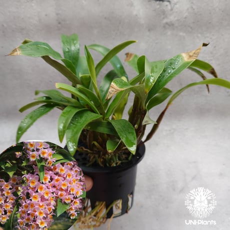 CATEGORY 着生ラン(Orchid) | UNI-Plants ビカクシダ、ホヤ植物、着