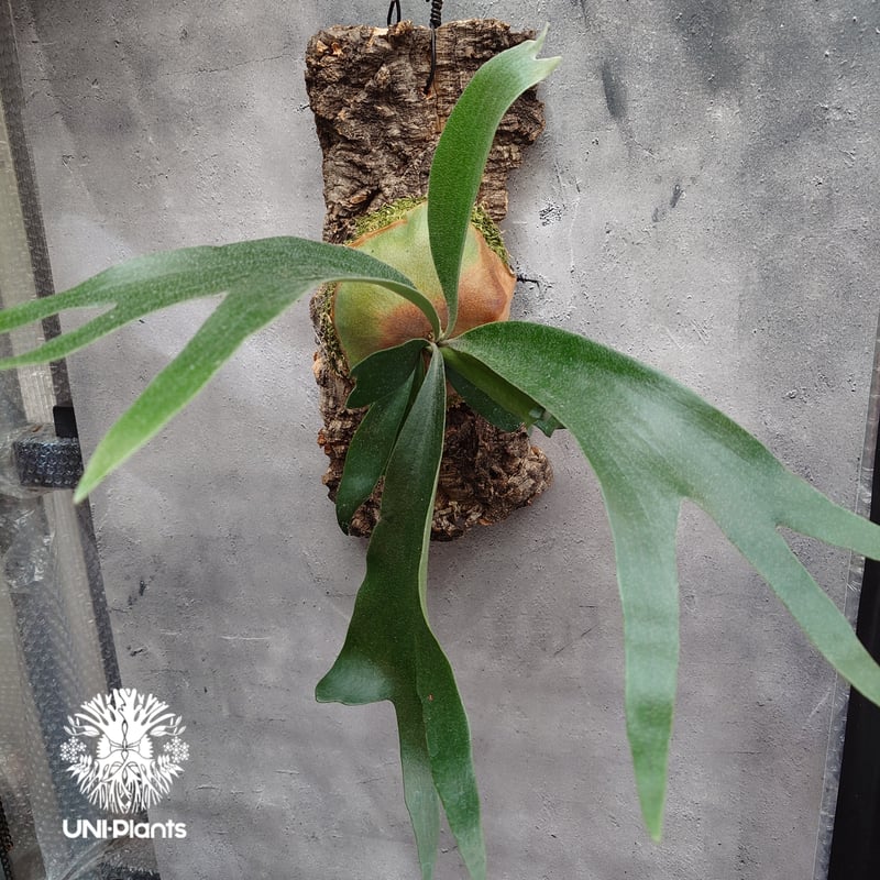 Platycerium sp.(mix spore) ビカクシダ ミックススポア ビカクシダ