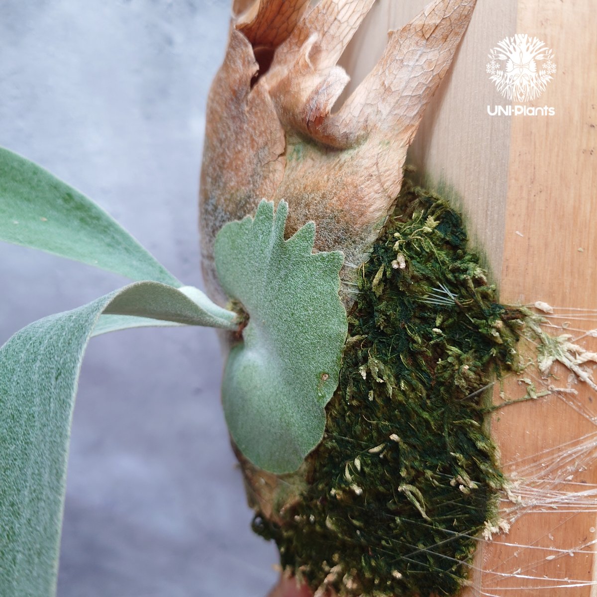 ビカクシダ Platycerium Pewchan Platycerium pewchan ビカクシダ ピューチャン ビカクシダ シダ植物