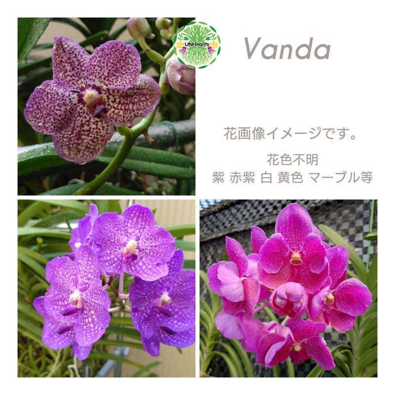 バンダ 洋蘭 Vanda orchid 流木着生 ラン 蘭 花が綺麗な洋ラン | UNI-Pl