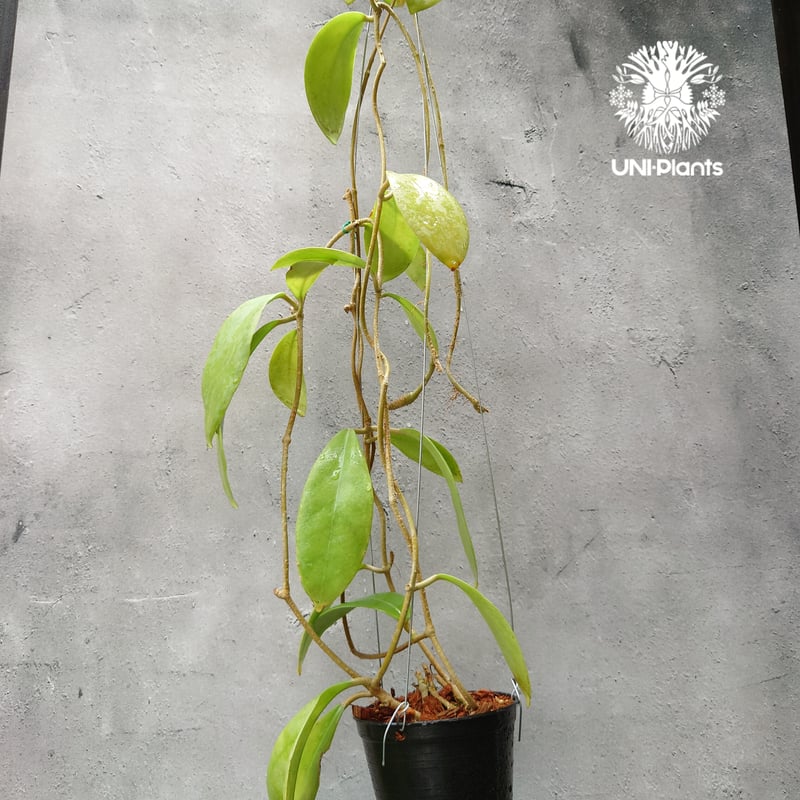 初入荷 希少! New flowercolor Hoya mindorensis Creamy