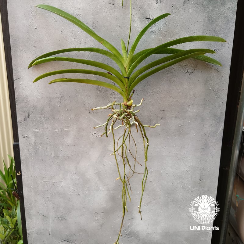 V. Edward Dawn　Vanda　ヴァンダ　バンダ　大株　洋ランらん V. Edward Dawn Vanda ヴァンダ バンダ 大株 洋ランらん - メルカリ