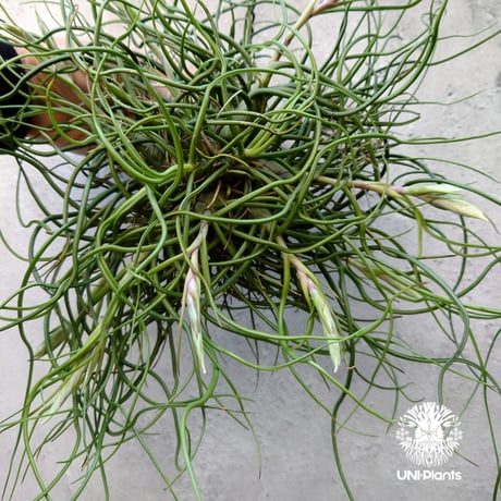 Tillandsia bulbosa チランジア ブルボーサ 大株 インテリア植物 エアープランツ エアプランツ
