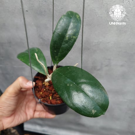 【タイ直輸入・現地選抜の希少株】ホヤ フォーベシー jabar｜希少株・珍品・着生植物・つる性植物｜Hoya forbesii jabar