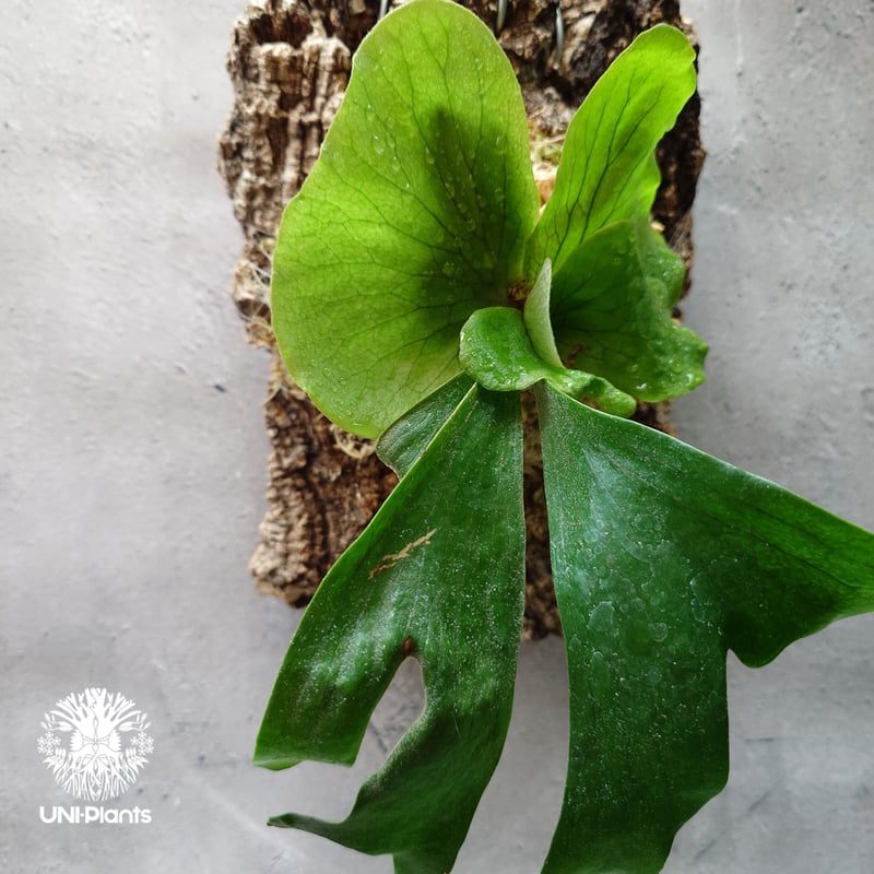 ビカクシダ ステマリア Platycerium stemaria ビカクシダ原種 植シダ