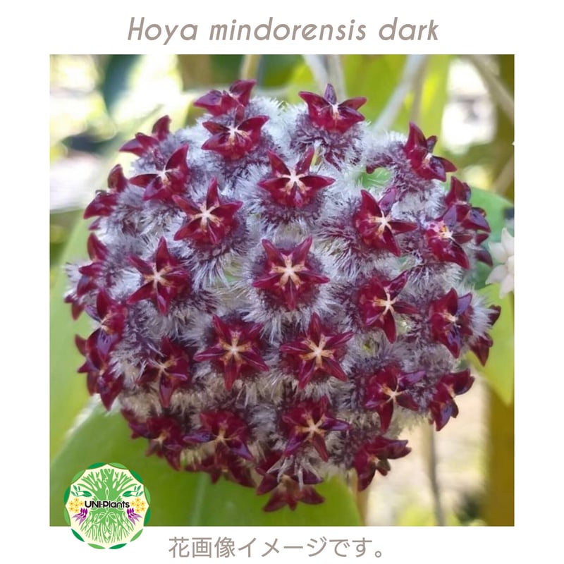初入荷 希少! Hoya mindorensis dark ホヤミンドレンシス ダーク ホヤ植