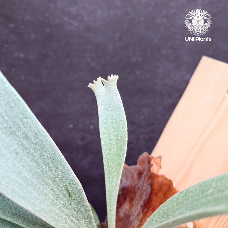 Platycerium White Wing sporeling (P.veitchii x