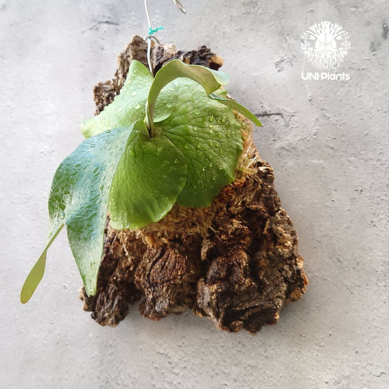 ビカクシダ アルテミス Platycerium Artemis (Alcicorne x Qu