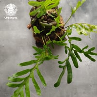 Lecanopteris crustacea narrow レカノプテリス クルスタセア ナロー 着生シダ植物 着生植物 アリ植物