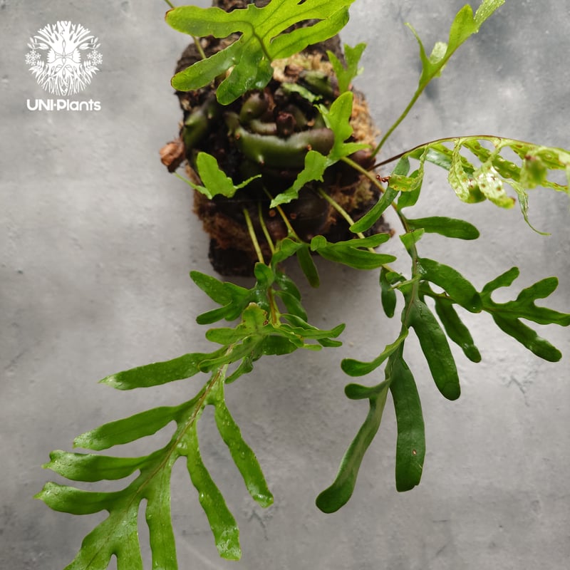 Lecanopteris luzonensis レカノプテリスルゾネンシス 大株