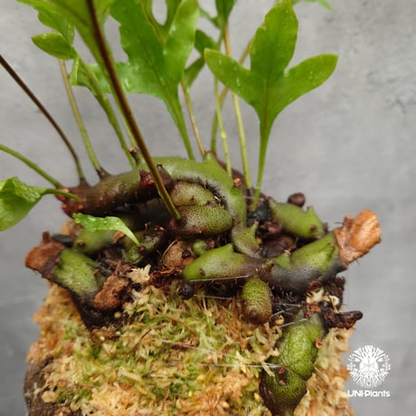Lecanopteris crustacea narrow レカノプテリス クルスタセア ナロー 着生シダ植物 着生植物 アリ植物