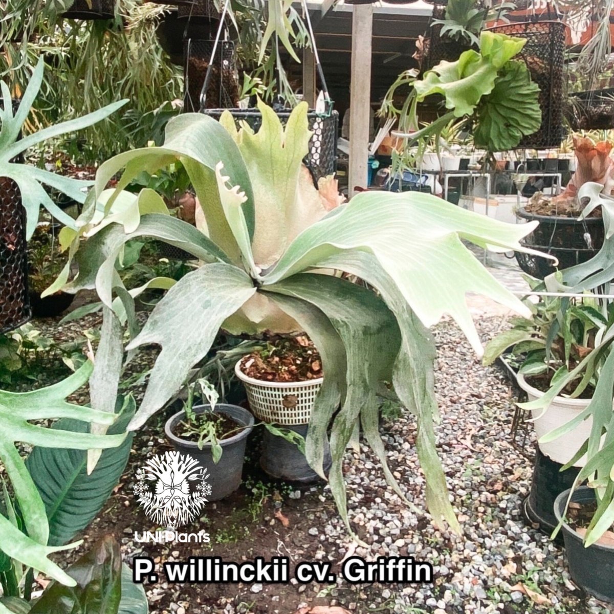 platycerium griffin ビカクシダ グリフィン