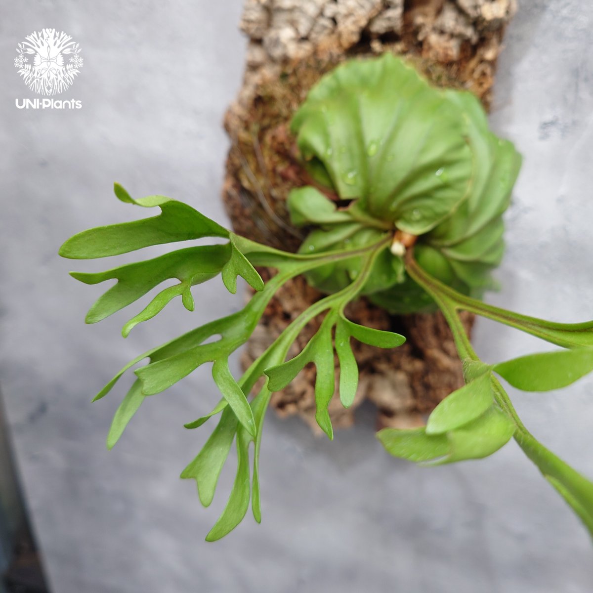 ビカクシダ　リドレイ　パカラン(P.ridleyi Pakarang )　5株 Platycerium ridleyi Pakarang ビカクシダ リドレイ パカラン