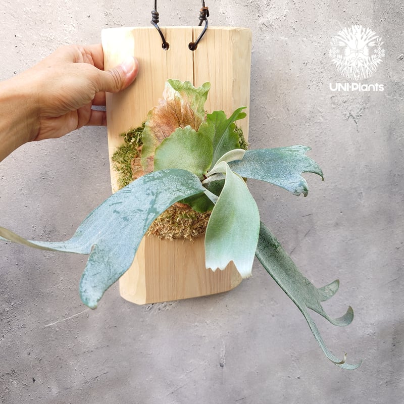 Platycerium willinckii wild East Java (pup) ビカク