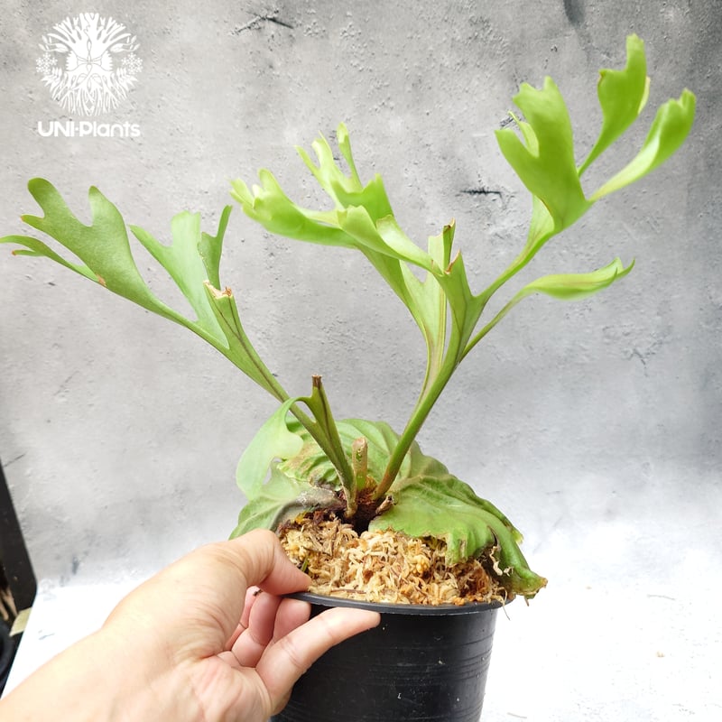 ビカクシダ リドレイ Platycerium Ridleyi コウモリラン ビカクシダ