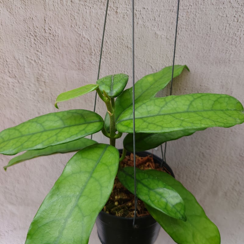 ☘観葉植物☘ホヤ グラブローサ① 観葉植物 熱帯植物 ホヤ グロブローサ 葉挿し インテリア 素敵な