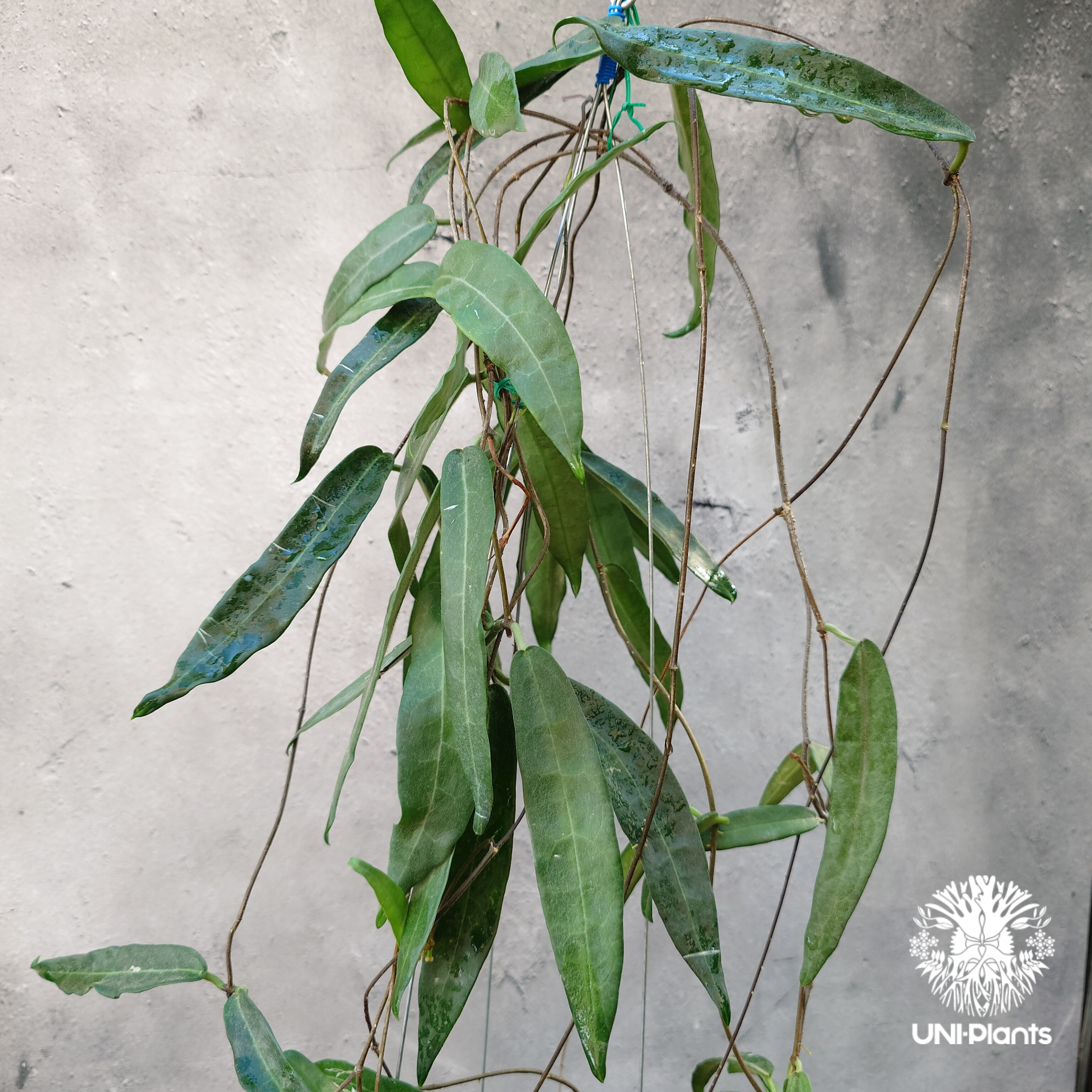 Hoya Hypolasia ホヤ ヒポラシア ホヤ植物 ホヤの花 希少な植物 Hoyapla