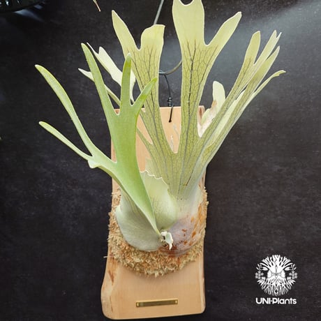 ビカクシダピューチャン | STORES