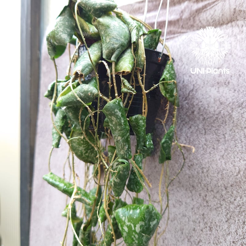 全長1m超え! Hoya Imbricata ホヤ インブリカータ ホヤ植物 全長1m超え! Hoya Imbricata ホヤ インブリカータ ホヤ植物