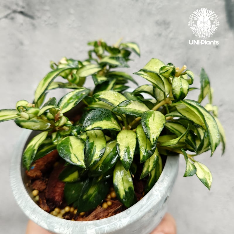 Hoya Lacunosa Bruno ホヤ ラクノーサ ブルーノ 斑入り ホヤ植物 ホヤ